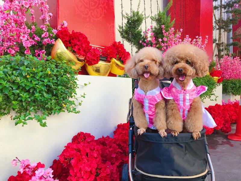 Dogs looking pretty in pink with their Furry Closet outfits. — Picture courtesy of Furry Closet