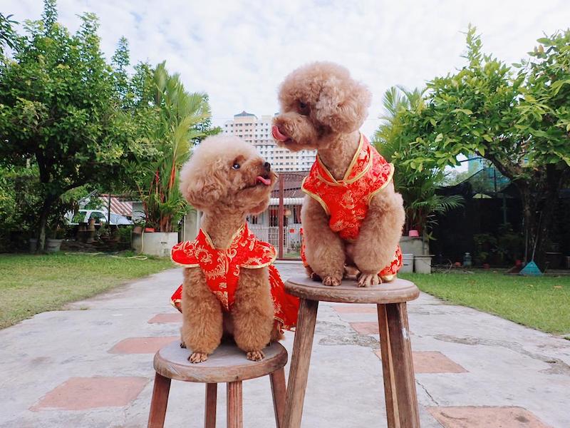 Each Furry Closet piece is customised to fit each dog perfectly. — Picture courtesy of Furry Closet 