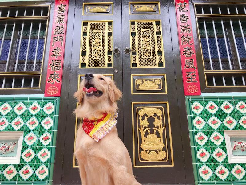 Furry Closet also designs Chinese New Year-themed accessories like bandanas and bowties. — Picture courtesy of Furry Closet