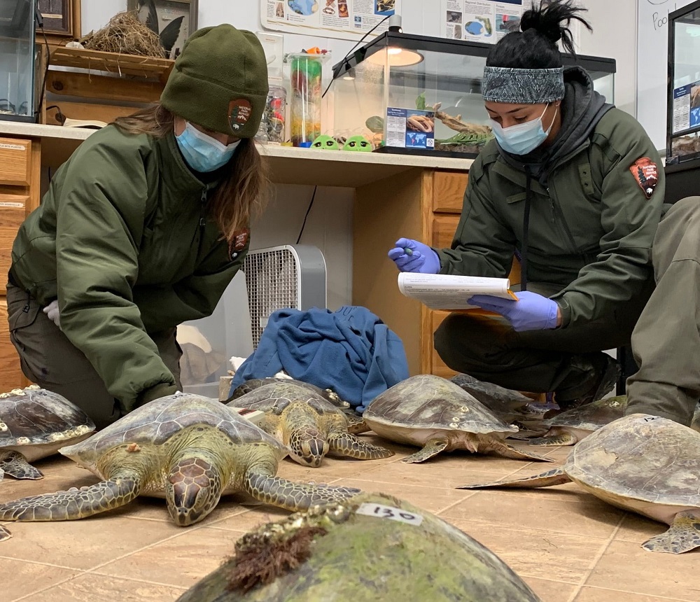 Texas volunteers checking the cold-stunned turtles that have been rescued. Picture courtesy via Facebook/u00e2u20acu201d Padre Island NS Division of Sea Turtle Science & Recovery