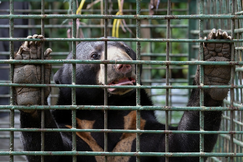 One of the sun bears captured by the Department of Wildlife and National Parks in Marang February 2, 2021. u00e2u20acu201d Bernama pic