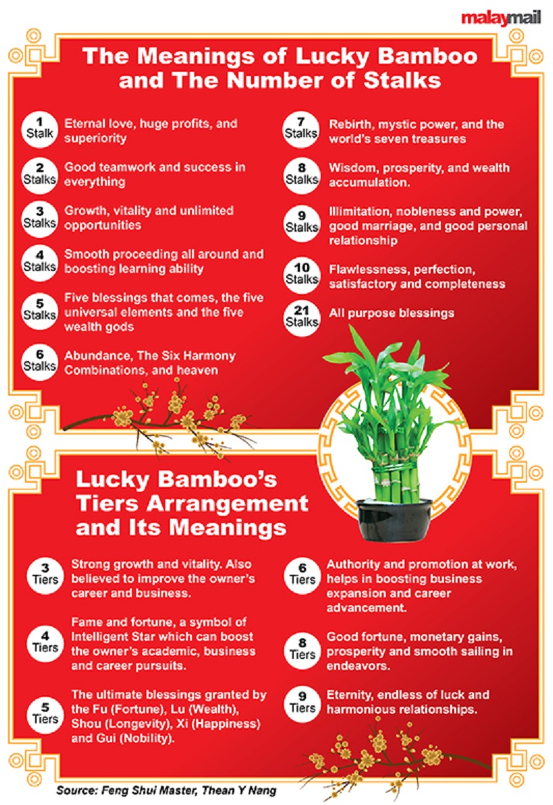 The meanings behind the number of stalks and tiers on Lucky Bamboos according to Feng Shui Master, Thean Y Nang.