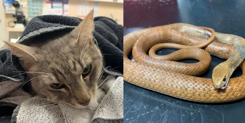 Arthur collapsed and was unable to get up a day after being bitten by an Eastern Brown snake. u00e2u20acu2022 Picture via Facebook/Animal Emergency Service