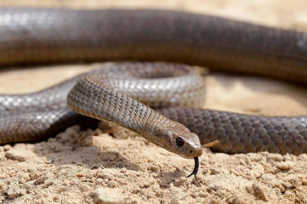 The Eastern Brown snake is considered to be one of the most deadly in Australia. ― AFP pic