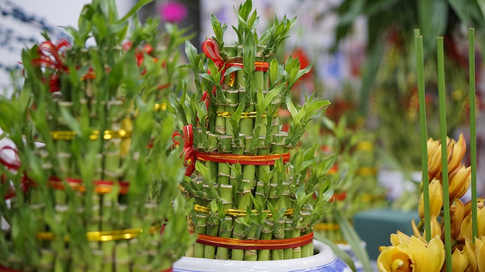 According to Feng Shui Master, Thean Y Nang, the Lucky Bamboos are a symbol for bringing wellbeing and promoting good health and wealth. ― Picture by Arif Zikri