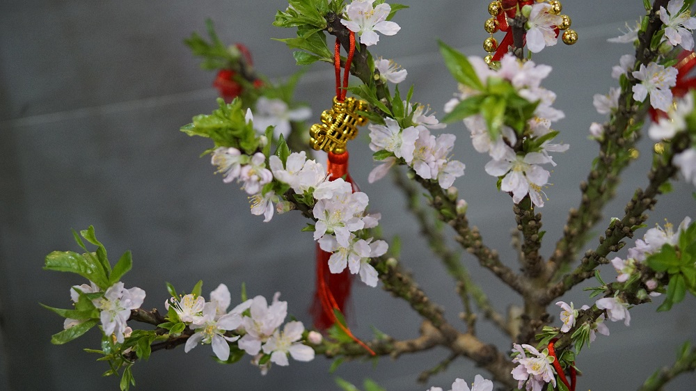 A blossoming Cherry Blossom at Weng Hoa Flower Boutique. ― Picture by Arif Zikri