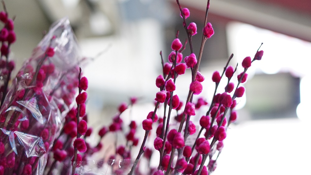 A dyed Pussy Willow at Weng Hoa Flower Boutique. ― Picture by Arif Zikri