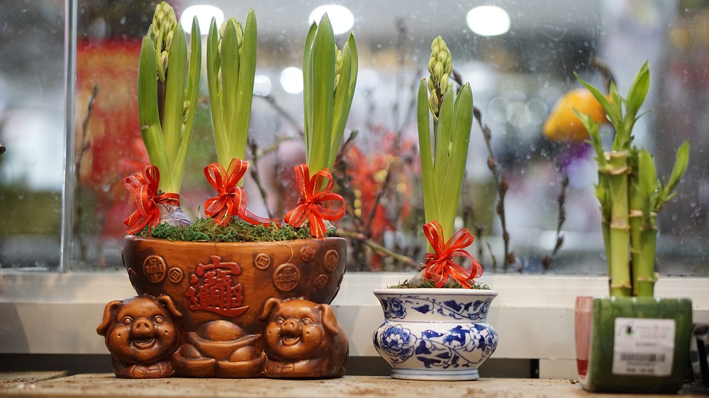 Hyacinth Bulb when fully bloomed will turn into a lavender-like flower. ― Picture by Arif Zikri