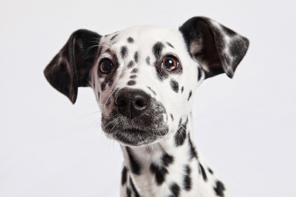 Science says the Dalmatian is the world's cutest dog breed. u00e2u20acu2022 Getty Images via ETX Studio