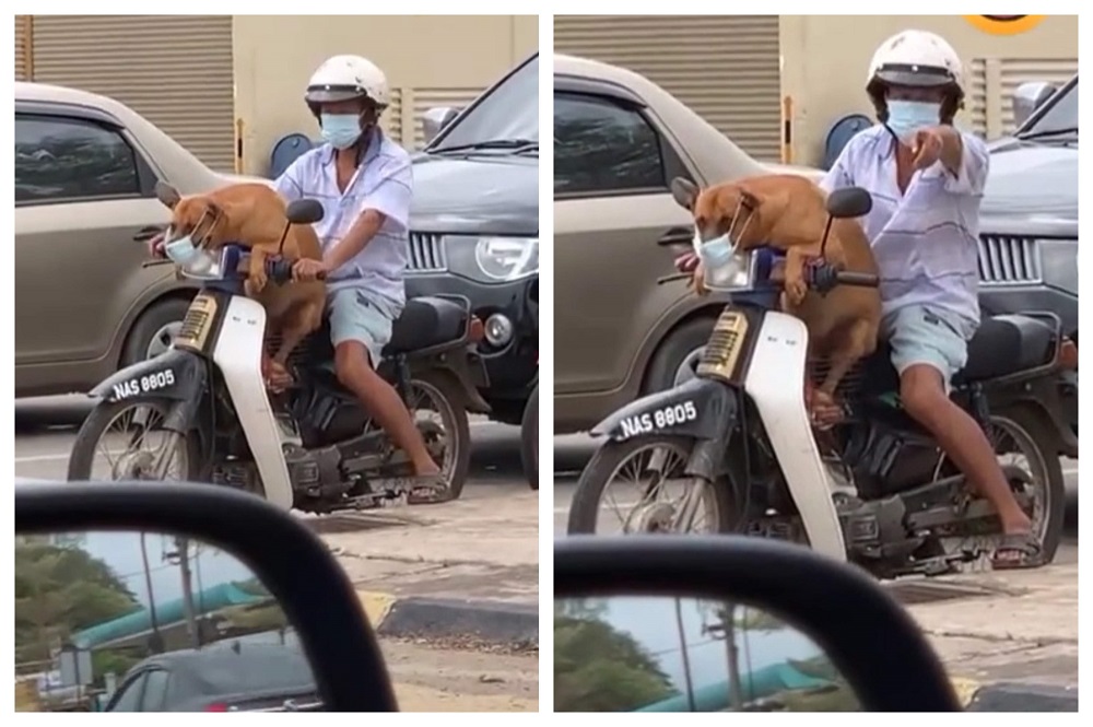 The owner was praised for making sure his adorable brown dog was safe during the pandemic. u00e2u20acu2022  Screengrab from TikTok/@shafiq_joker