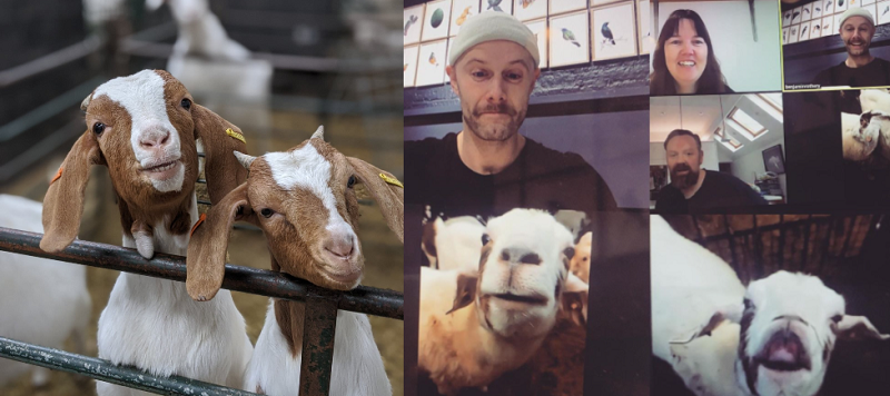The goats made special appearances in video calls around the world and helped boost cash flow for the farm. u00e2u20acu2022 Picture via Facebook/Cronkshaw Fold Farm and Study Centre & Instagram/@brillustrations