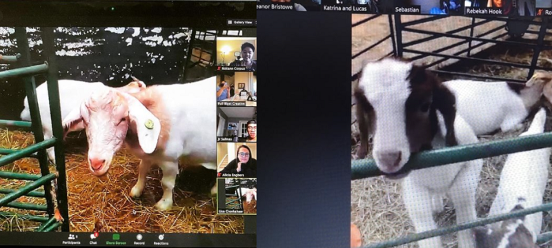 McCarthy (left) was able to keep her two staff thanks to the success of Goats on Zoom. ― Picture via Instagram/@cronkshawfold