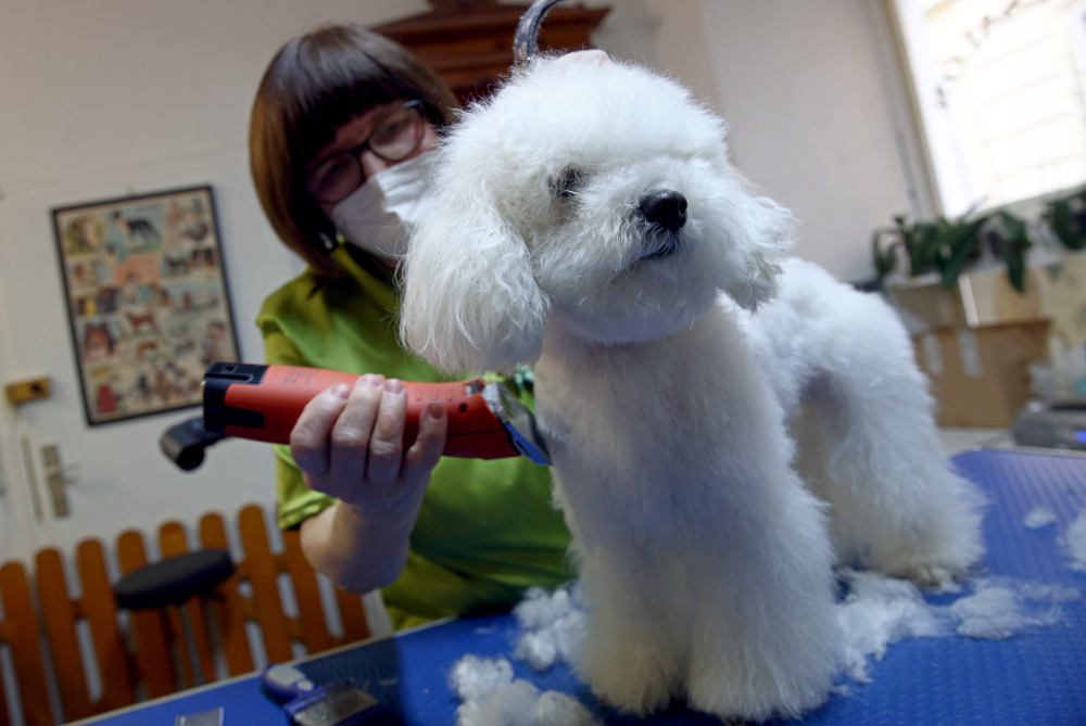 Maltipoo dog Melody receives a trim by a dog groomer after third national lockdown was loosened during the Covid-19 pandemic in Vienna February 9, 2021. u00e2u20acu201d Reuters pic