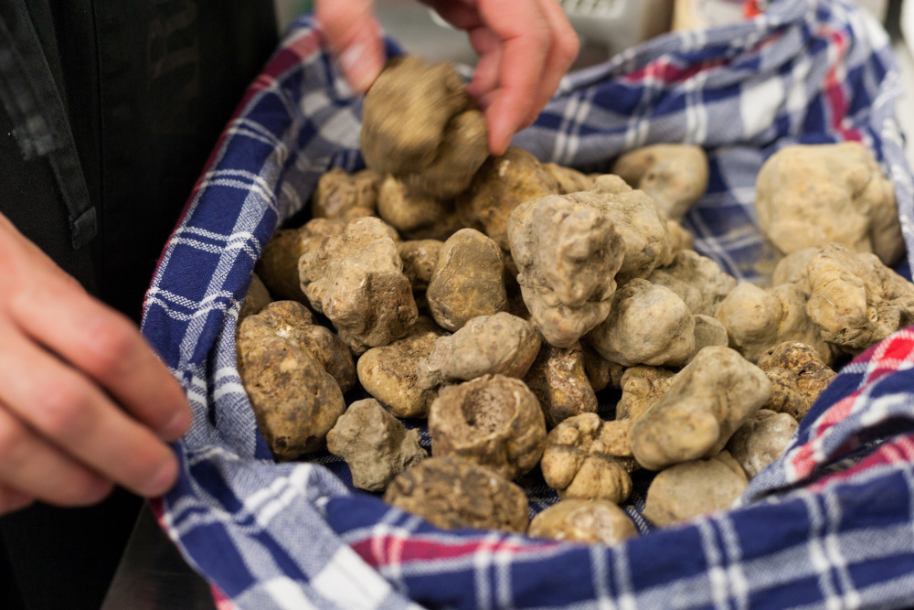 The species, tuber magnatum, is the pride of Italyu00e2u20acu2122s Alba region, with prices at its annual autumn auction that regularly surpass u00e2u201au00ac300 for just 100 grams. u00e2u20acu201d Fabrizio_Esposito/Getty Images pic via ETX Studio