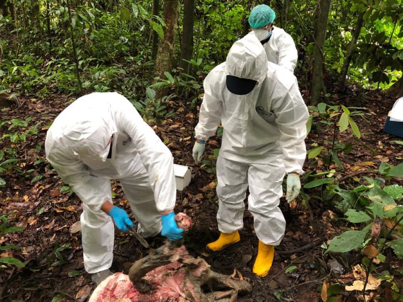 Wildlife and veterinary experts are investigating the deaths of dozens of wild boar. u00e2u20acu201d Picture courtesy of Sabah Wildlife Department
