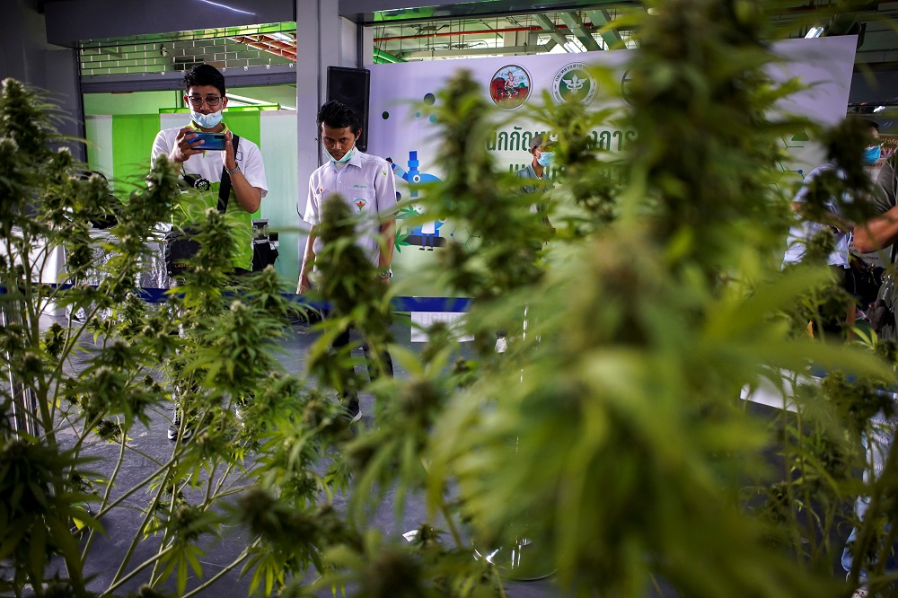 People take pictures of cannabis plants during the ‘360 Cannabis & Hemp for the People’ expo in Buriram province in Thailand March 5, 2021. — Reuters pic
