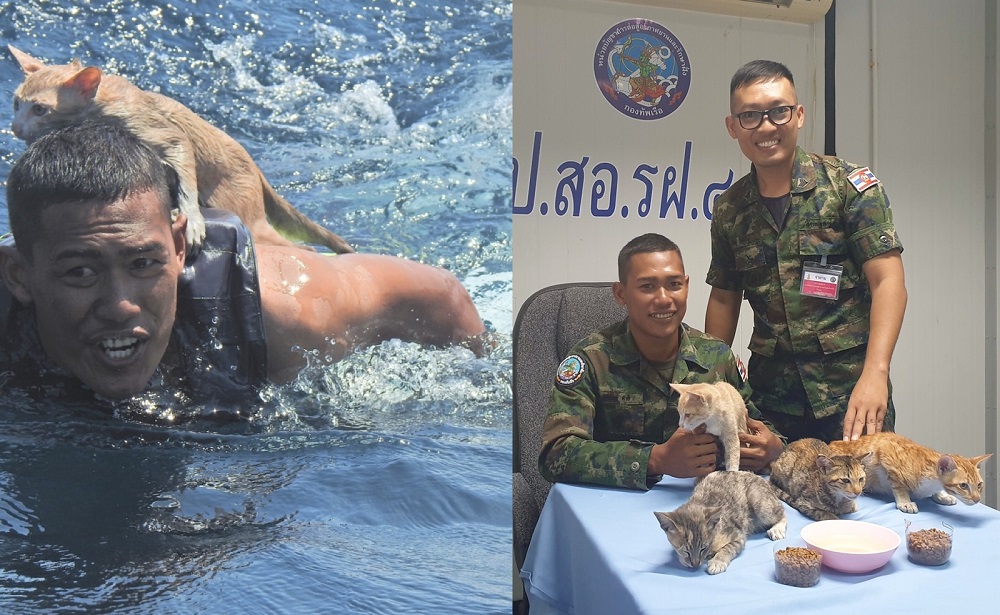 The cats are currently under the care of their rescuers at a naval command post. u00e2u20acu201d Pictures via Facebook/wichit.pukdeelon