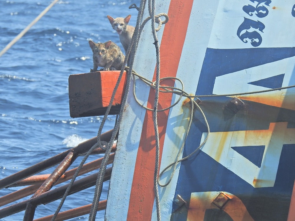 The cats clung to a wooden beam for dear life as the capsized boat continued to descend into the water. — Picture via Facebook/wichit.pukdeelon