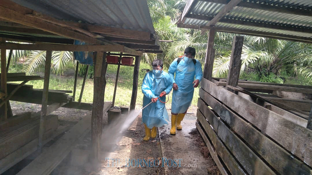 Disinfection of a farmhouse in Pitas following the detection of ASF. u00e2u20acu201d Borneo Post Online