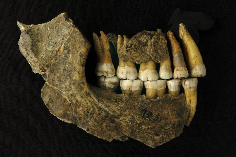 This undated handout image obtained March 8, 2021, courtesy of RBINS, the Royal Belgian Institute of Natural Science shows a Maxilla and mandible jaw, assemblage of a late Neanderthal from Spy Cave. u00e2u20acu201d Handout courtesy of RBINS via AFP