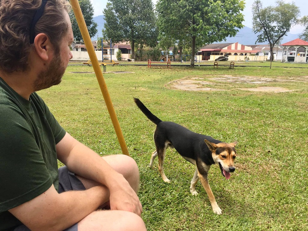 One of the strays Leong came across during her visit to her hometown in Ipoh in 2018. u00e2u20acu201d Photo by Facebook/ Caren Leong