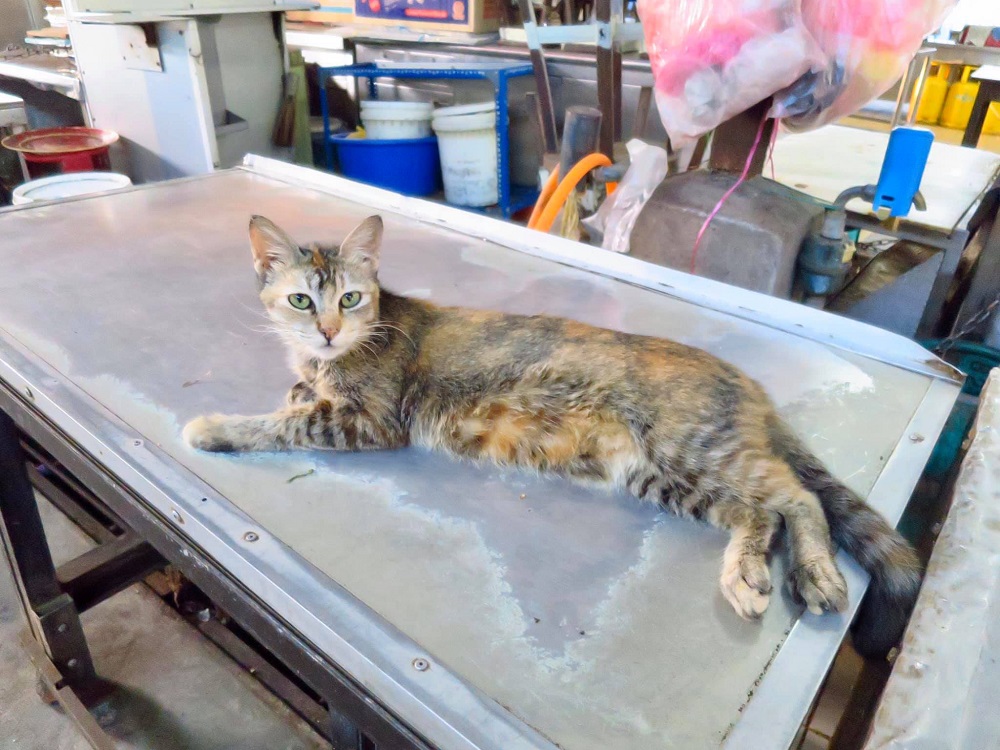 Malaysian Caren Leong started a fund to subsidise strays in Ipoh. — Photo via Facebook/ Caren Leong