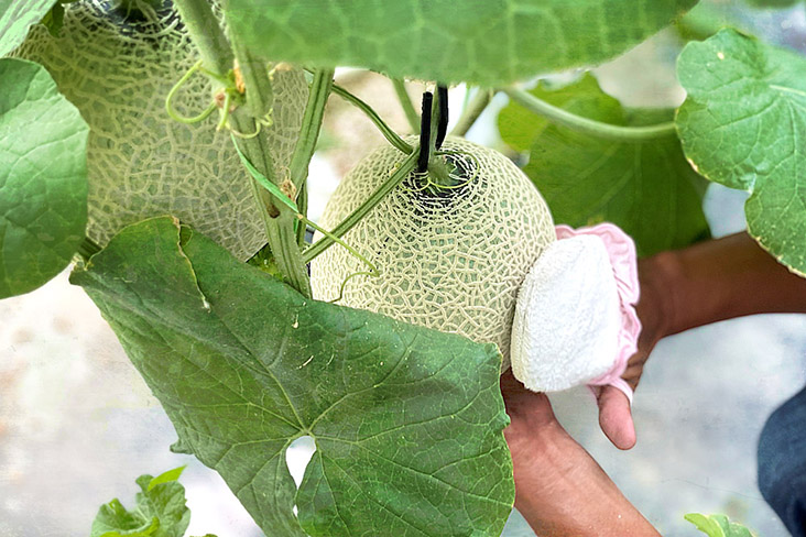 ‘Tama-fuki’ or ‘ball wiping’ purportedly enhances the melon’s level of sweetness.