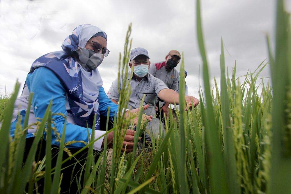 Ketua Pengarah Agensi Nuklear Malaysia Siti Au00e2u20acu2122iasah Hashim melihat padi jenis NMR 152 selepas menyampaikan bantuan baja di Sawah Skim Paya Laka, hari ini. u00e2u20acu201d Foto Bernama
