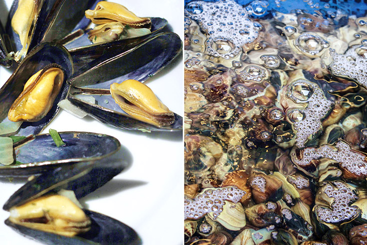 Springtime is the best time to enjoy mussels and clams in Japan.
