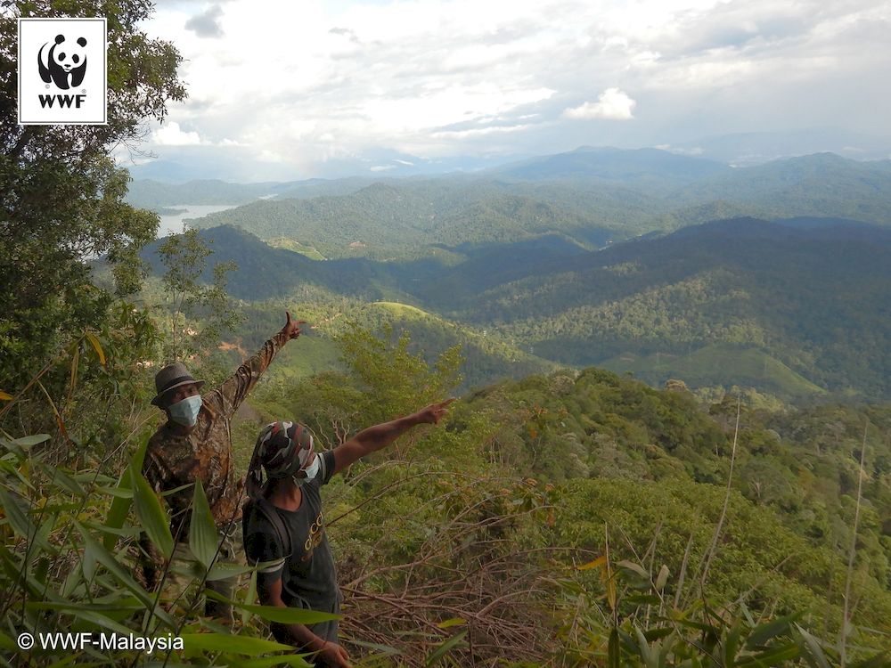 WWF-Malaysia’s patrol teams cover more than 11,000 km of jungle annually. — Christopher Wong /WWF-Malaysia pic