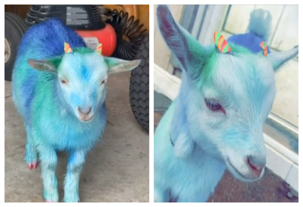 Harrisu00e2u20acu2122 goat painted blue by Farmer. u00e2u20acu201d Screengrab via Fox 10 News