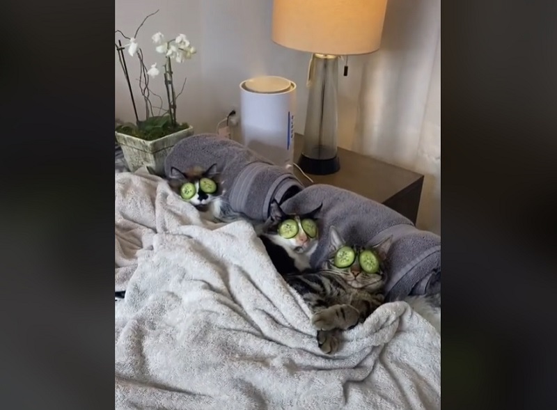 The trio of cats are seen enjoying a pampering spa session complete with tranquil music and soothing cucumber slices on their eyes. u00e2u20acu2022 Screengrab via TikTok/@dontstopmeowing
