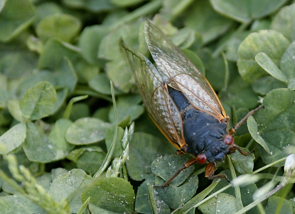 In this file photo taken May 14, 2004, a cicada rests on the grass in Alexandria, Virginia. u00e2u20acu201d AFP picnn