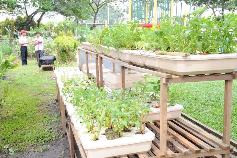 There are 65 community gardens for Subang Jaya residents to carry out urban farming activities. — Picture courtesy of MBSJ
