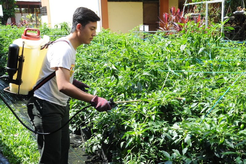 The Smart Generation school community garden programme was developed by students and teachers with the help of MBSJ. — Picture courtesy of MBSJ