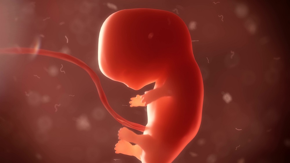 At the moment, research on the earliest days of embryonic development relies on donated blastocysts from IVF treatment. u00e2u20acu2022 Shutterstock pic via ETX Studio