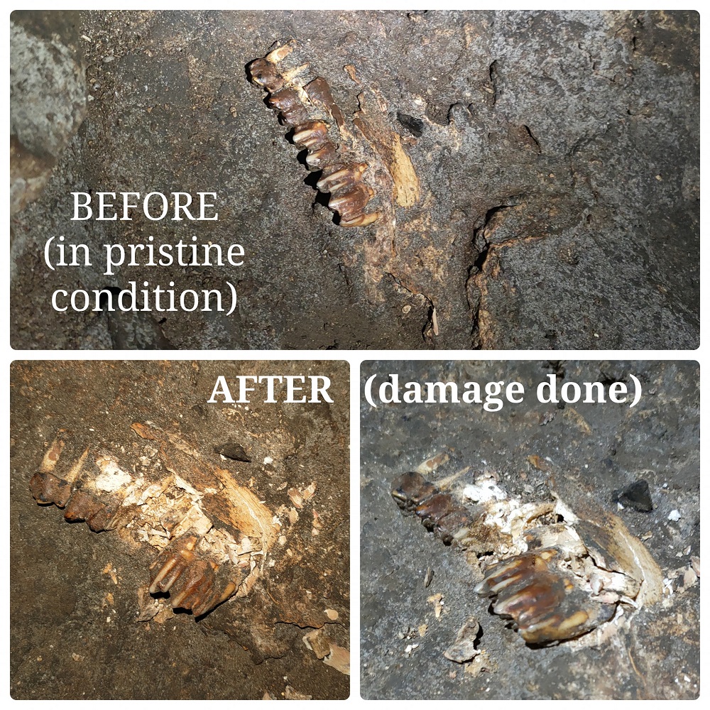 Photos of the damaged fossil teeth of a herbivorous mammal, preserved in Gua Matsoorat was circulated in social media. u00e2u20acu2022 Picture via Facebook/Megat Mohd Shahrin