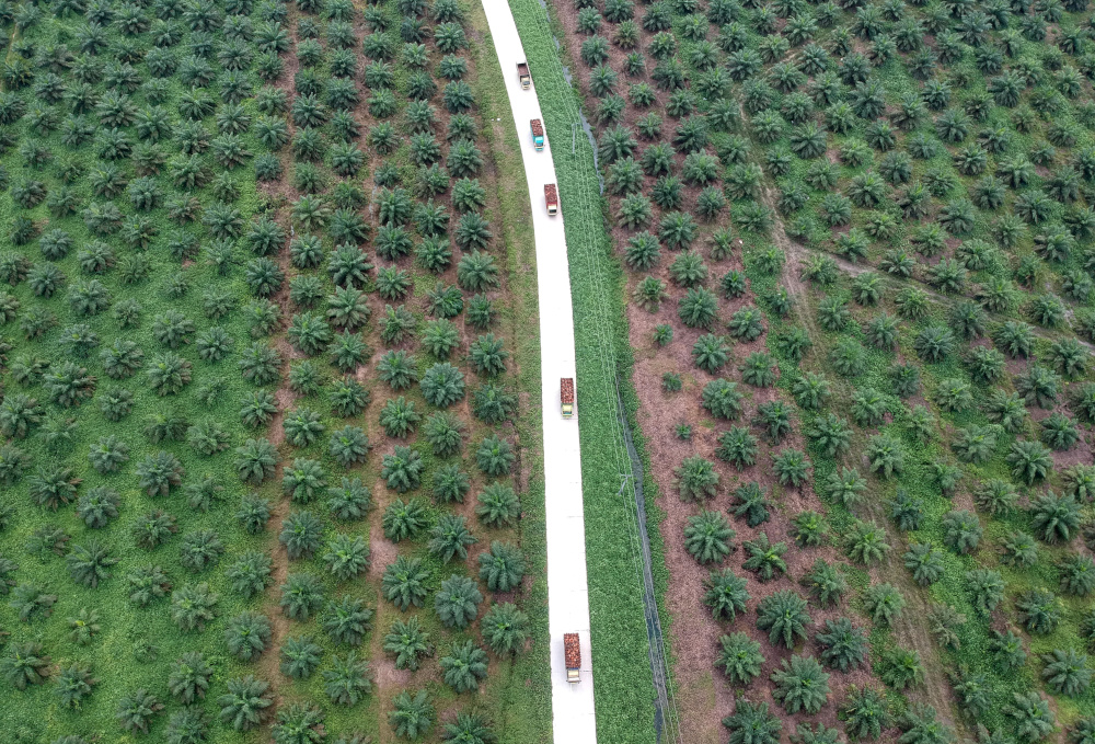 An aerial photo of a palm oil plantation in Batanghari, Jambi province, Sumatra island, Indonesia November 28, 2018. u00e2u20acu201d Wahdi Septiawan/Antara Foto handout pic via Reuters 
