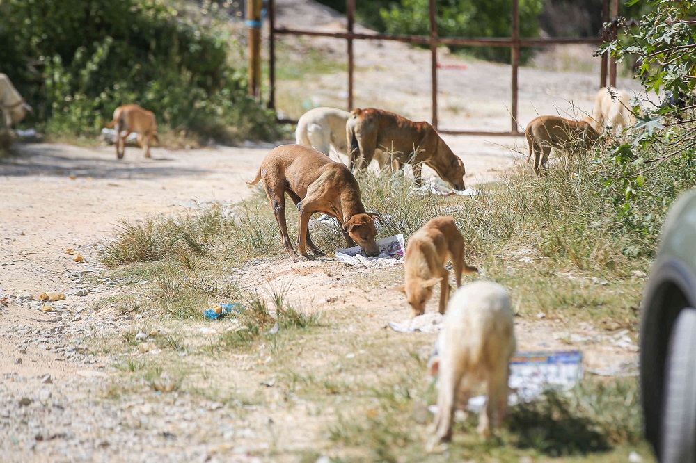 To avoid fighting among the dogs, feeders will place the food at several spots for the dogs to eat. 