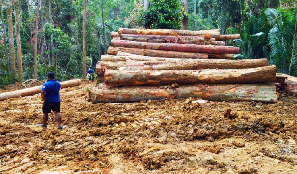 The Orang Asli community in Kampung Ulu Geruntum in Gopeng alleged that a logging company encroached their ancestral land and fell trees. u00e2u20acu2022 Picture courtesy of Roz Hussin