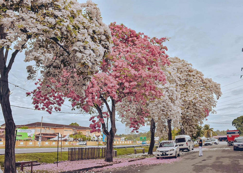 The trees have showered the Masjid Tanah area in Alor Gajah, Melaka with pink and white petals. u00e2u20acu201d Picture via Facebook/nana.fadzil.3