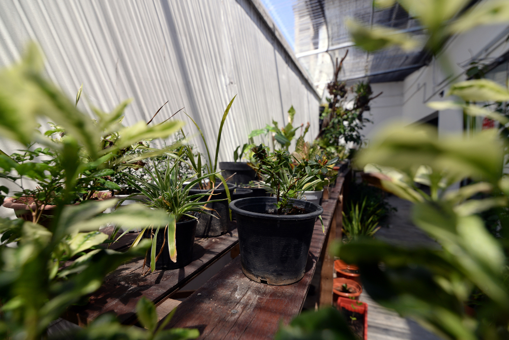 Small nursery selling Nyonya herbs, bonsai and rare orchid species. — Picture by Steven Ooi KE