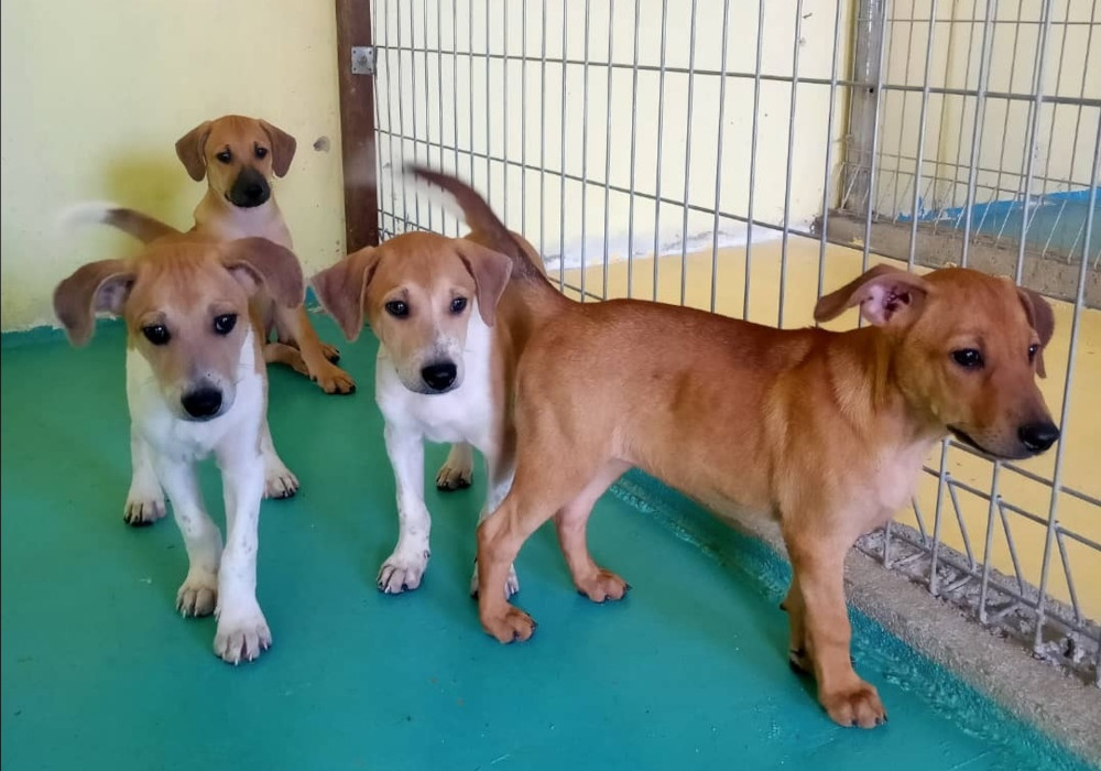 Open your hearts to these cuties that will be put up for adoption this Sunday at the Gasing Veterinary Hospital in Gasing Indah. u00e2u20acu201d Picture courtesy of MDDB