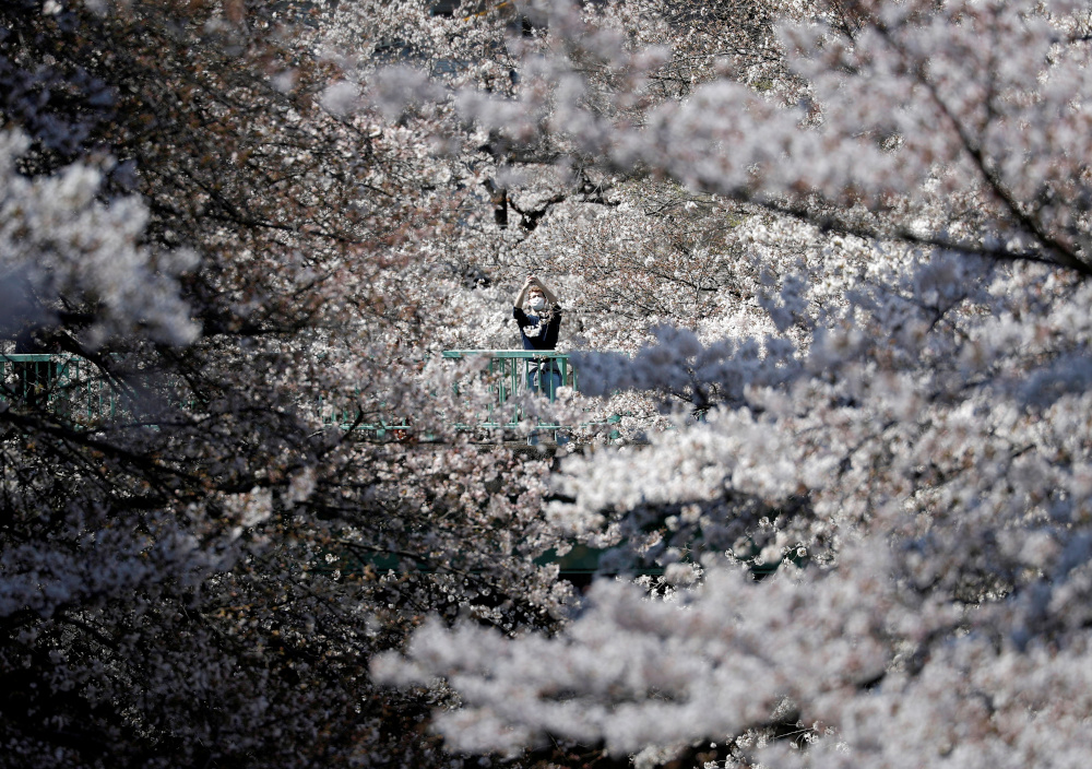 A man wearing a protective face mask takes a photo among blooming cherry blossoms amid the coronavirus disease (Covid-19) pandemic, in Tokyo March 23, 2021. u00e2u20acu201d Reuters pic
