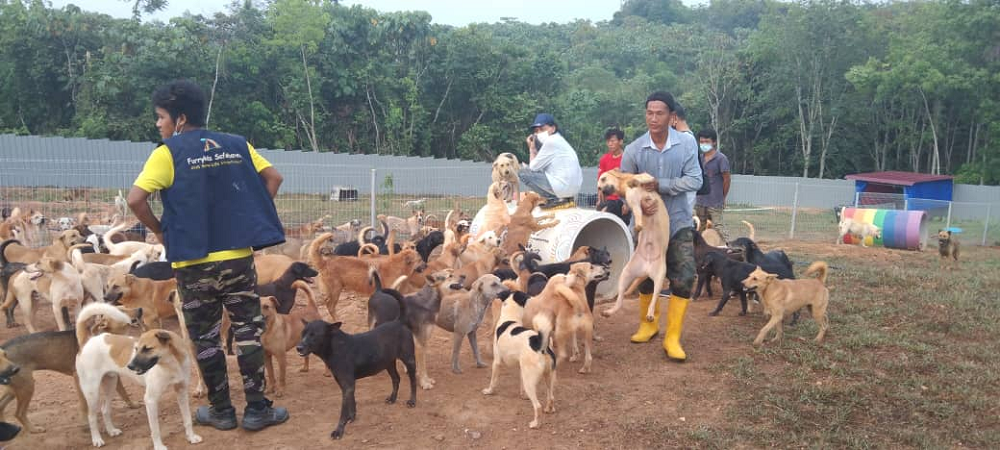 Some 600 dogs had been relocated to Kuala Sawah from Mambau in Seremban. u00e2u20acu2022 Picture courtesy of Mary Lee