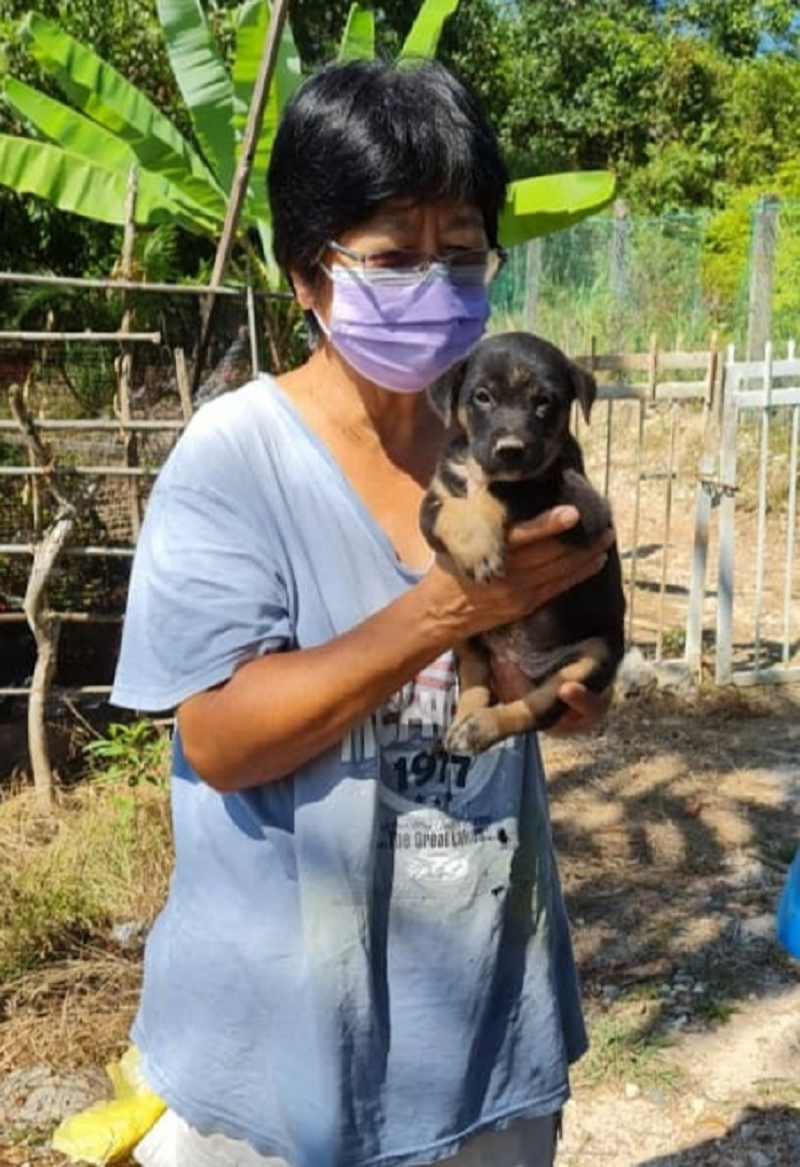 FurryKids Safehaven committee member Mary Lee said the shelter needs RM100,000 monthly to look after its 1,800 dogs. ― Picture courtesy of Mary Lee