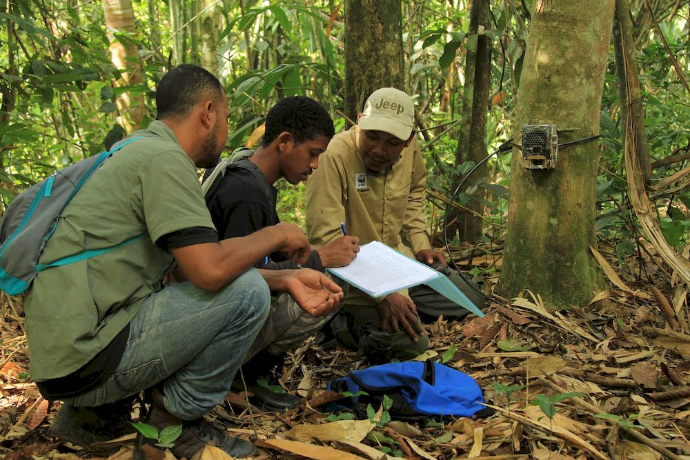 Orang asli team members setting up a camera trap.