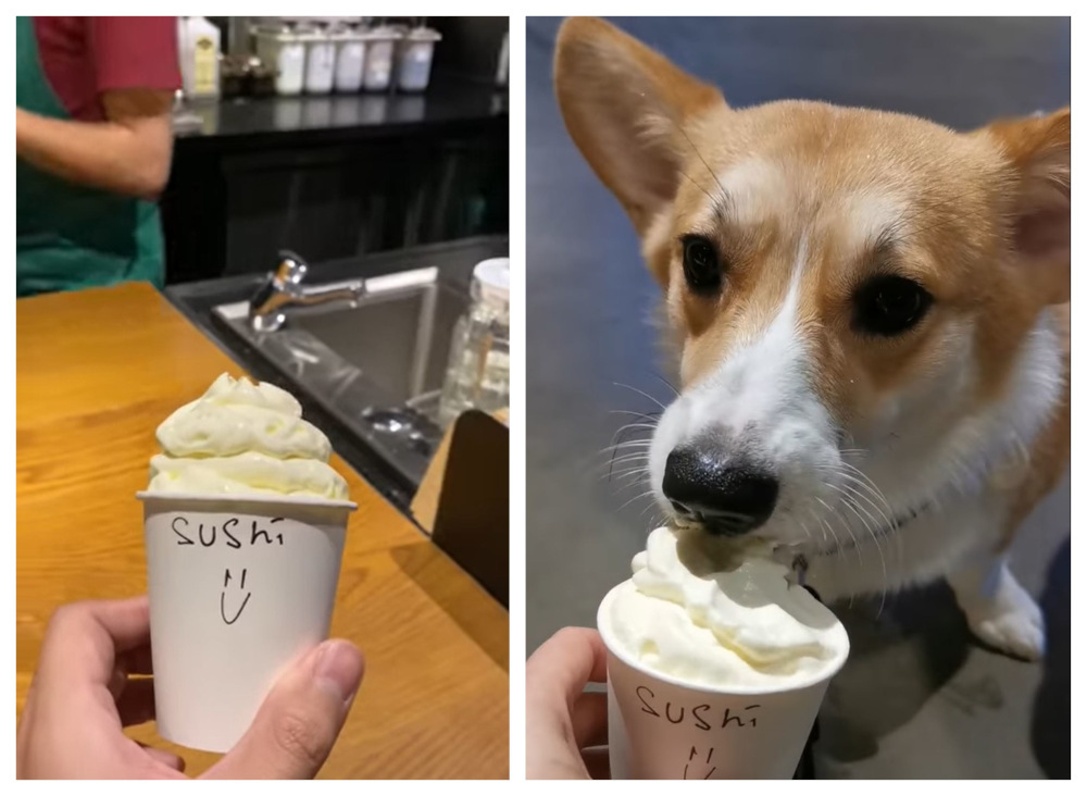 Sushi the corgi is seen enjoying the Starbucks Puppuccino, a low-fat, sugar-free treat for dogs. u00e2u20acu201d Screengrab from Facebook/Sushi the Corgii