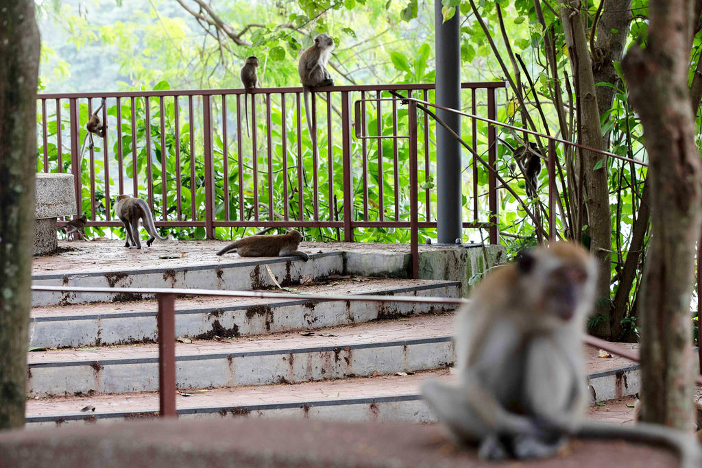 Dr Adrian Loo, group director of wildlife management at the National Parks Board, said that a healthy co-existence with nature also means keeping a distance while humans observe wildlife and not interacting with wild animals. u00e2u20acu2022 TODAY pic