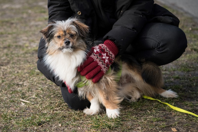 Adopted mixed breed dog Uschi looks up during a walk with her new owner Annelie Salomon in Hasenheide park on March 19, 2021 in Berlin. u00e2u20acu201d AFP pic